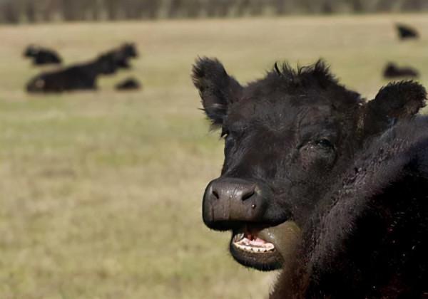 人類為何不敢同類相食?一旦染上致死率100%,揭露人類基因的秘密 人類為何不敢同類相食?一旦染上致死率100%,揭露人類基因的秘密