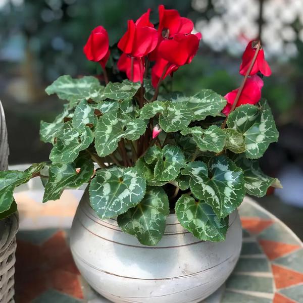 容易因多澆水而死的“18種花”，養不活都是由於手太勤