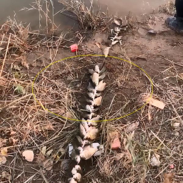 河北一水庫鯽魚大爆發,有人一天釣十幾斤,用繩串在一起拖著走 河北一水庫鯽魚大爆發,有人一天釣十幾斤,用繩串在一起拖著走