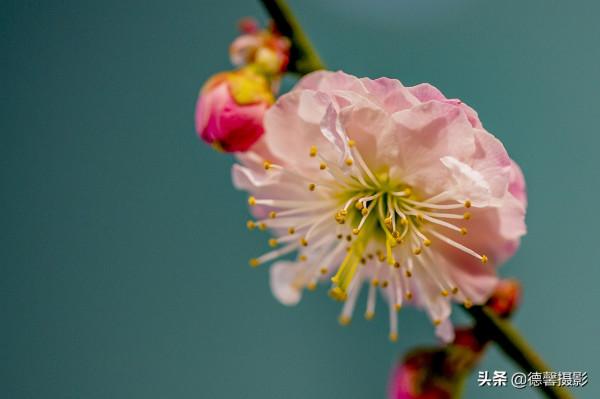2022新春遊園&mdash;&mdash;植物園賞花