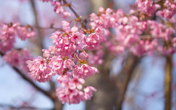 羨慕了！西昌人，你的早櫻美景正在派送中，請接收