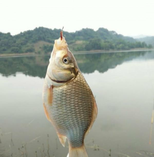 這樣調整你也能正口中魚,就在12點方向,而且魚獲大增 這樣調整你也能正口中魚,就在12點方向,而且魚獲大增