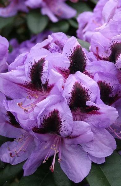 分享——杜鵑花