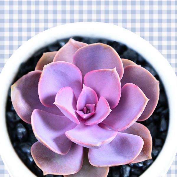 上色特快的6種多肉，秋天適當曬曬，就能“鶴立雞群”