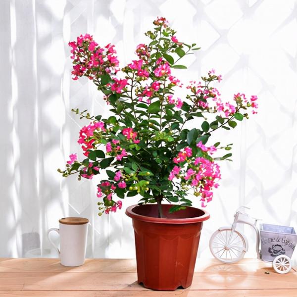 能養成老樁的“7種花”,吉祥大氣“生長年限長”,越養越喜歡 能養成老樁的“7種花”,吉祥大氣“生長年限長”,越養越喜歡