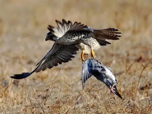 遊隼：鳥類的衝刺冠軍