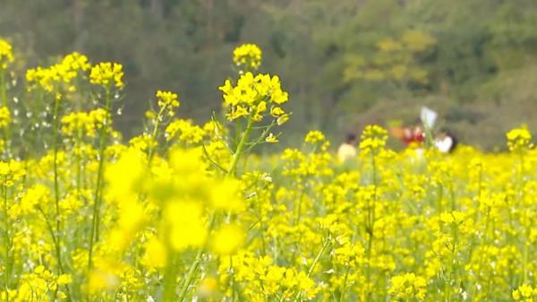 市區近郊大片金燦燦菜心花盛開，成為一道冬日美景