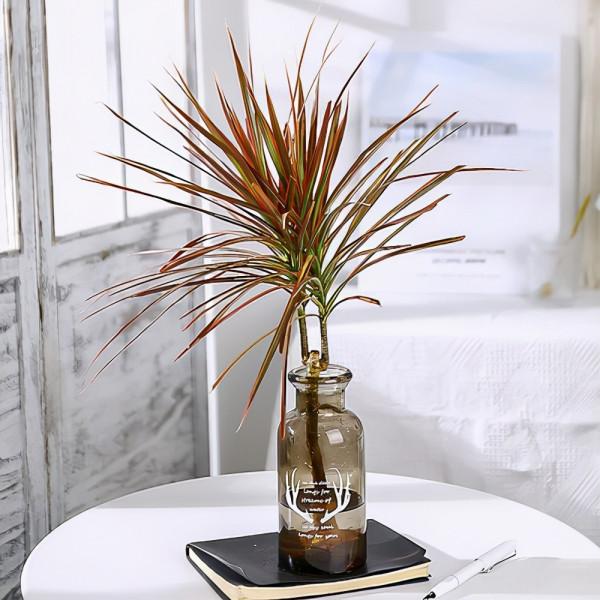 冬季盆栽綠植千年木，水培種植，管理簡單生長旺盛