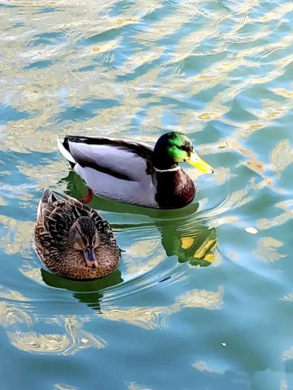 西藏愛心社—宗角祿康公園 西藏愛心社—宗角祿康公園