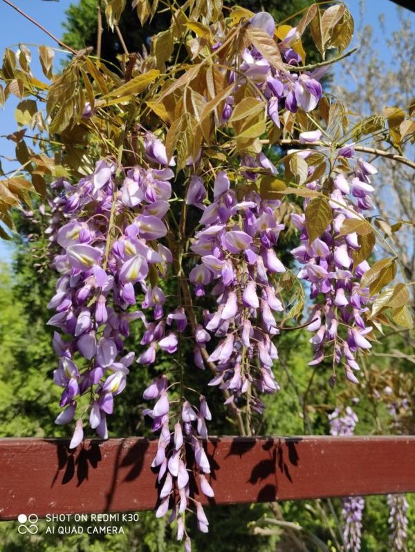 10種花,零下10℃也能過冬,長勢一點不輸南方 10種花,零下10℃也能過冬,長勢一點不輸南方