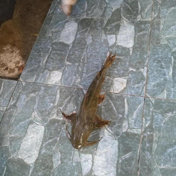 戛灑江的面瓜魚