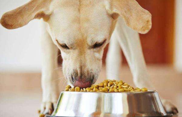 網友：這幾種狗，白送也不敢養，實在太能吃了