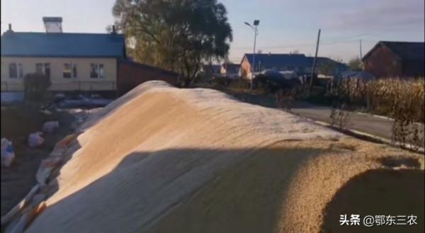 黑龍江北大荒一農民種水稻600畝,收的稻穀像山一樣,1.3元一斤 黑龍江北大荒一農民種水稻600畝,收的稻穀像山一樣,1.3元一斤