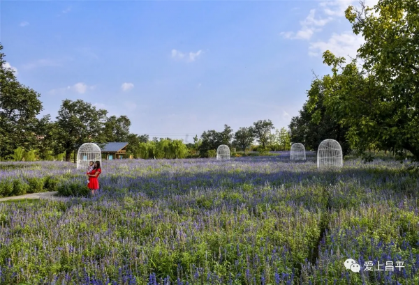 昌平夏末美景專屬地！藍天白雲，水鳥倒映，花田拍照......美不勝收！