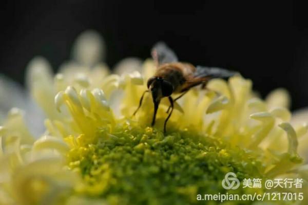 待得菊開時,誰曉其中味?——歷史上的詠菊詩 待得菊開時,誰曉其中味?——歷史上的詠菊詩