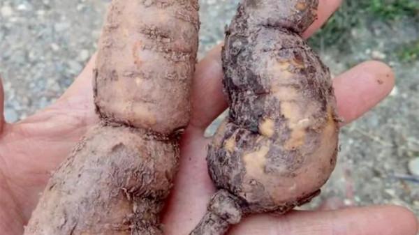 隔山消：一種藥用價值很高，但卻飽受爭議的藥材，常被村民們忽略