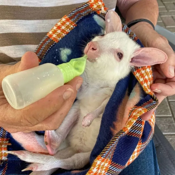 澳洲小哥靠一組照片成為“年度網紅”:絕了,每隻動物都會笑? 澳洲小哥靠一組照片成為“年度網紅”:絕了,每隻動物都會笑?