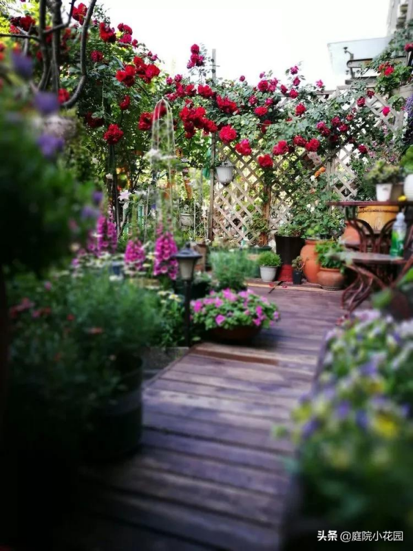 這樣的小院就是我夢想中的花園