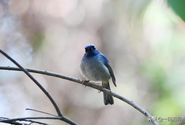 校園候鳥季之——高畫質唯美的小仙鶲