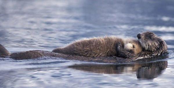 最偉大的動物媽媽