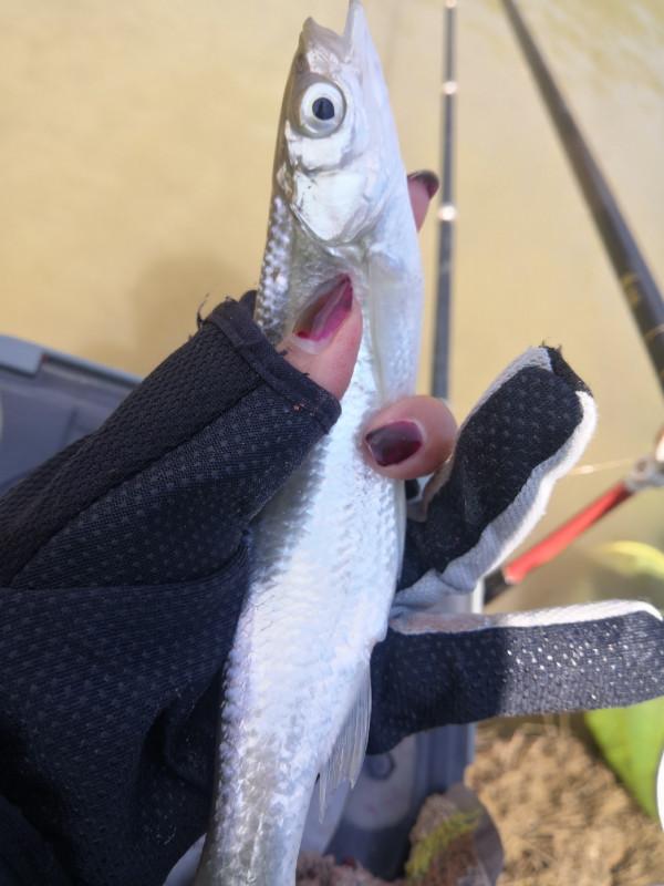 梅姐成功霸佔老公釣位,迎來新年開門紅 梅姐成功霸佔老公釣位,迎來新年開門紅