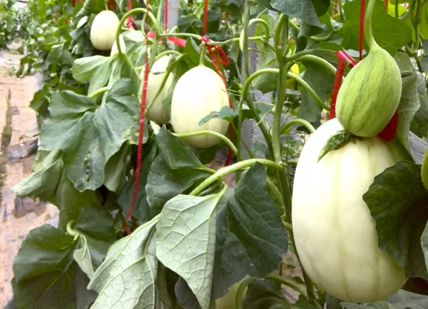 10種常見的地下害蟲,危害很嚴重!怎麼防治?方法看清 10種常見的地下害蟲,危害很嚴重!怎麼防治?方法看清