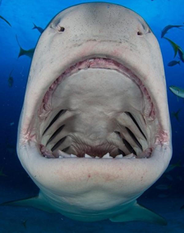 潛水員與虎鯊結下20年友誼