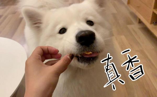 原來狗狗對主人“無條件服從”,是有這些表現 原來狗狗對主人“無條件服從”,是有這些表現