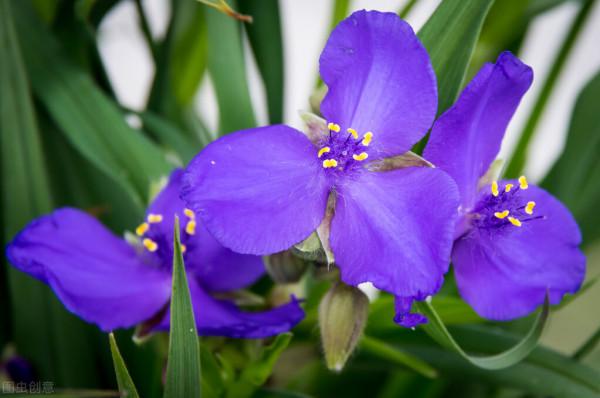 30種藍色的花卉裡面,你見過的有多少種? 30種藍色的花卉裡面,你見過的有多少種?