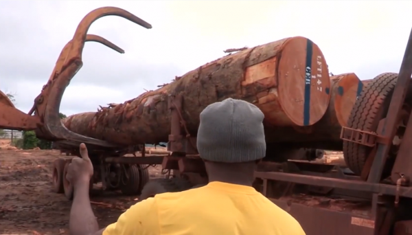 非洲小哥開賓士卡車運紅木,一車50噸一根賣幾十萬,路上全是車禍 非洲小哥開賓士卡車運紅木,一車50噸一根賣幾十萬,路上全是車禍