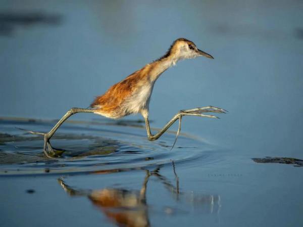 多腳怪的原原本本 多腳怪的原原本本