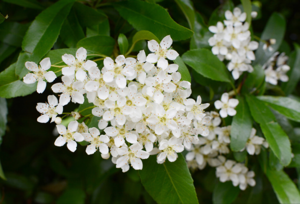7種&OpenCurlyDoubleQuote;吉祥果&rdquo;家裡放一盆，鮮紅欲滴真可愛，喜氣洋洋顯&OpenCurlyDoubleQuote;富貴&rdquo;