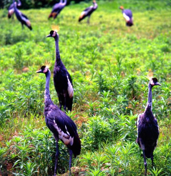 第3只出逃豹子依然找不到 杭州野生動物世界重新開放 第3只出逃豹子依然找不到 杭州野生動物世界重新開放