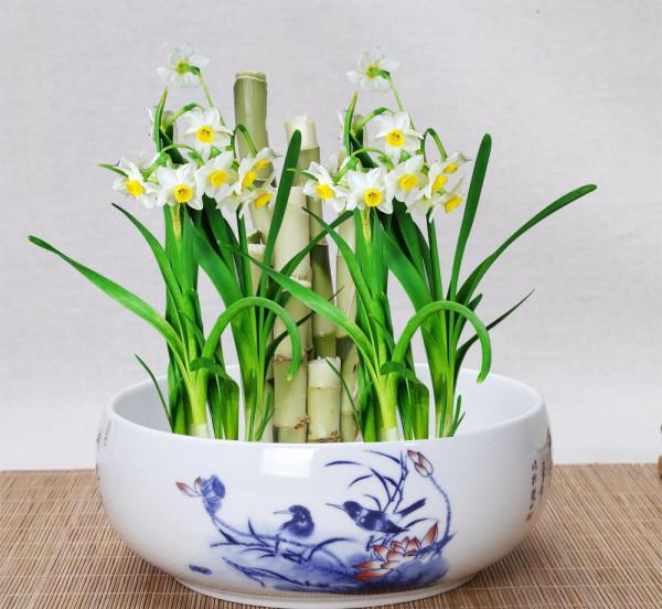 這些顏值高又好打理的植物卻不適合室內盆栽,切勿輕易入手 這些顏值高又好打理的植物卻不適合室內盆栽,切勿輕易入手