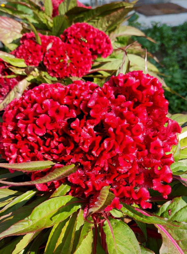 農村常見的花，城裡很少見到，認識的人越來越少