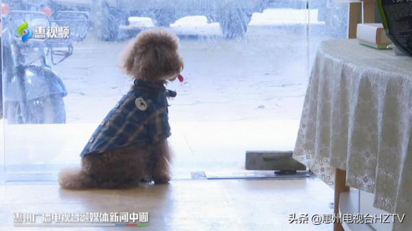 美甲店老闆串門半小時 泰迪犬被7歲女孩抱走