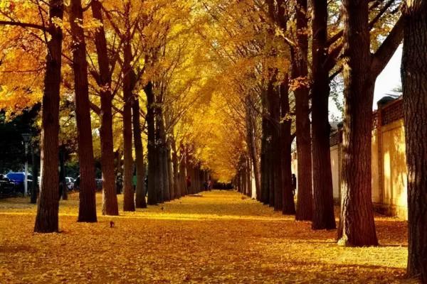 未來2個月,這些地方將美成天堂!再一場旅行,2021才完美 未來2個月,這些地方將美成天堂!再一場旅行,2021才完美