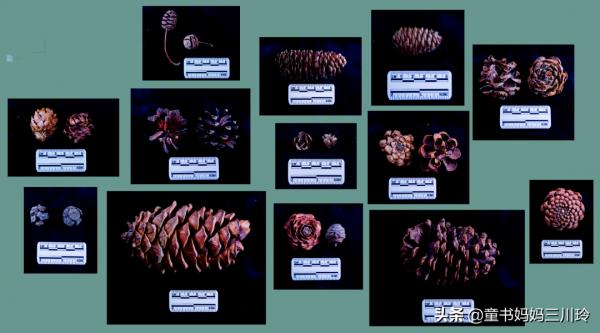 別人家的自然達人爸爸,光看照片都養眼啊 別人家的自然達人爸爸,光看照片都養眼啊