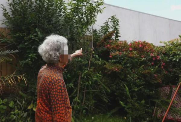 悉尼Eastwood華人住宅旁豎起4米高牆，98歲老人苦不堪言
