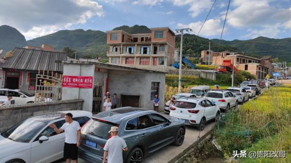 貴定臘利梯田黃了，農業觀光異常火爆