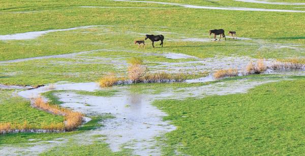 超出你想象的空中草原