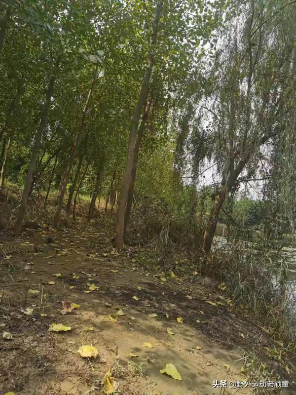 老釣翁釣魚記——9月25日，北湖草蕩東苕溪邊沙坑釣鰱鱅與逆魚