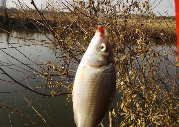 降溫後也能釣魚,但是得弄清楚出釣的時間 降溫後也能釣魚,但是得弄清楚出釣的時間