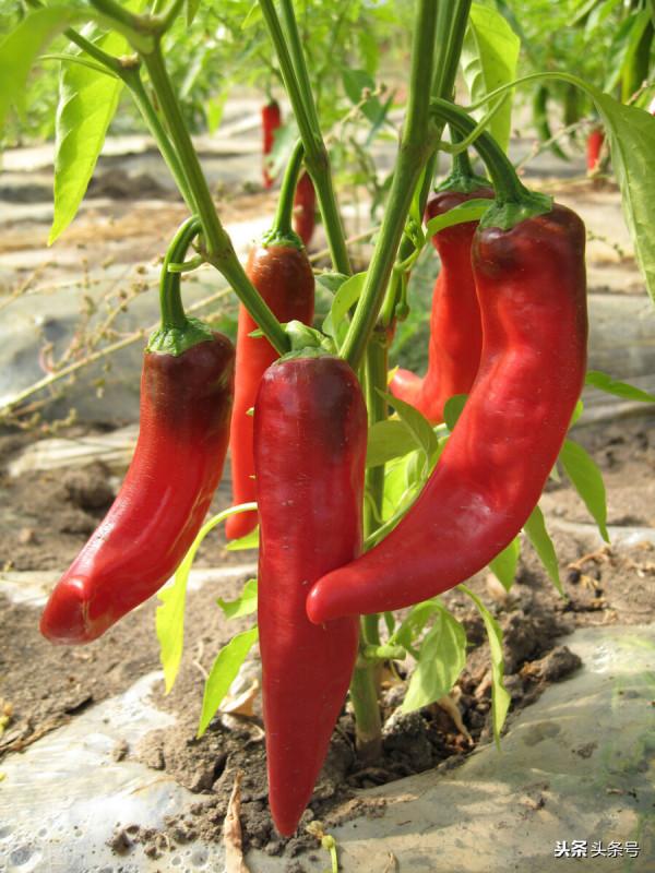 靜物賦——陽光燦爛 無聲勝有聲