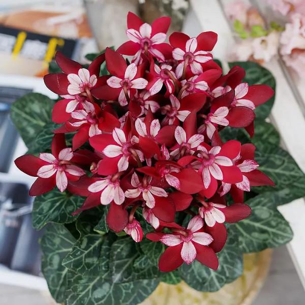 這些花，現在入手最適合，冬季室內也能花開爆盆