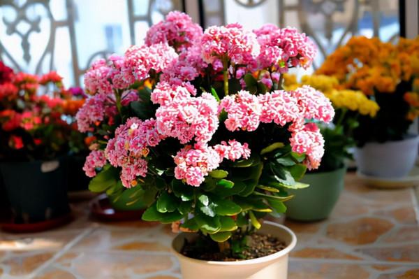 6種“漂亮花”,天生不怕“冷”,現在養錯不了 6種“漂亮花”,天生不怕“冷”,現在養錯不了