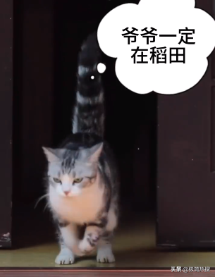 袁隆平爺爺的貓還在等他回家:到處都是他的味道,可是找不到他了 袁隆平爺爺的貓還在等他回家:到處都是他的味道,可是找不到他了