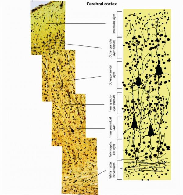 人類專屬&OpenCurlyDoubleQuote;聰明基因&rdquo;被發現，難道我們真是被改造的？
