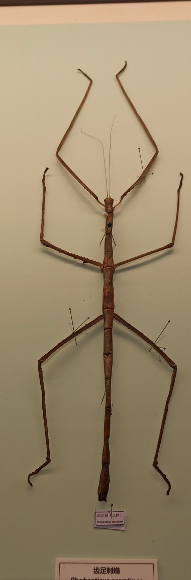 北京自然博物館竹節蟲