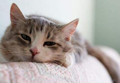 寵物貓掉毛嚴重怎麼辦? 寵物貓掉毛嚴重怎麼辦?